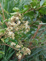 Lagerstroemia subcostata