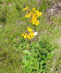 Colias palaeno