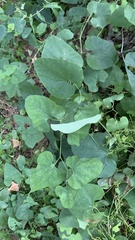 Aristolochia clematitis