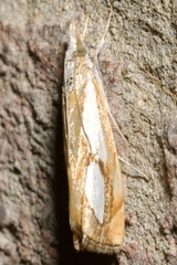 Catoptria pinella