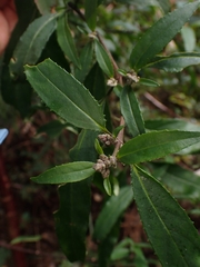 Prostanthera lasianthos