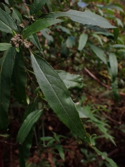Prostanthera lasianthos