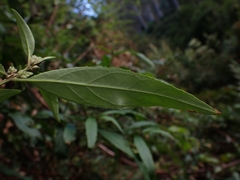 Prostanthera lasianthos