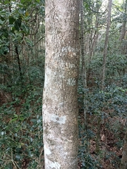 Gmelina leichhardtii