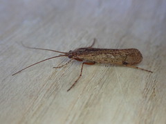 Limnephilus
