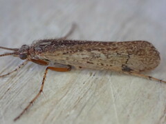 Limnephilus