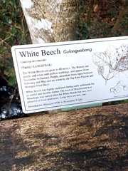 Gmelina leichhardtii