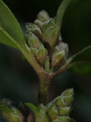 Prostanthera lasianthos
