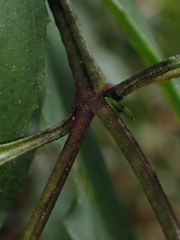Prostanthera lasianthos