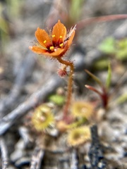 Drosera glanduligera