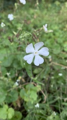 Silene latifolia