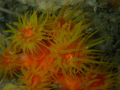 Tubastraea coccinea