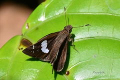 Notocrypta curvifascia