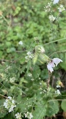 Silene latifolia