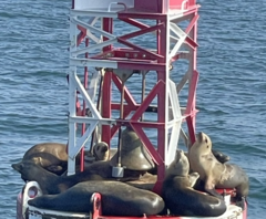 Zalophus californianus
