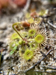 Drosera glanduligera
