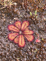 Drosera bulbosa