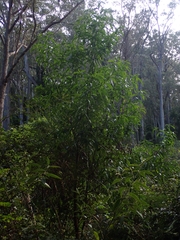 Prostanthera lasianthos