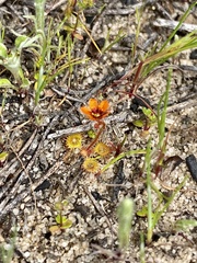 Drosera glanduligera