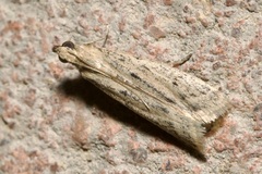 Homoeosoma nebulella
