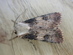 Agrotis puta