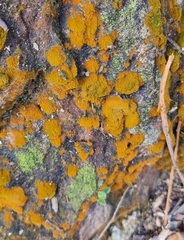 Trentepohlia