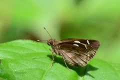 Notocrypta curvifascia