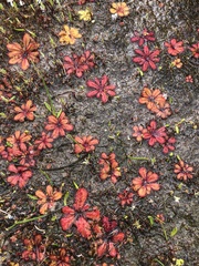 Drosera bulbosa