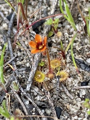 Drosera glanduligera
