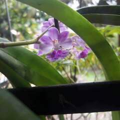 Aerides maculosa