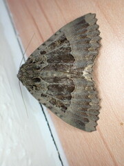 Mormo maura