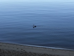Pelecanus conspicillatus