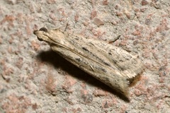 Homoeosoma nebulella