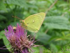 Colias palaeno