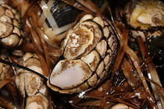 Pollicipes polymerus