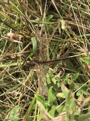 Aeshna grandis