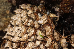 Pollicipes polymerus