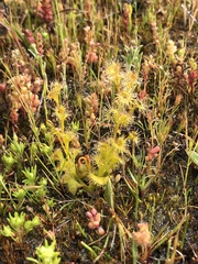 Drosera ramellosa