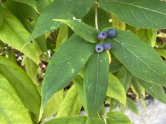 Lonicera acuminata
