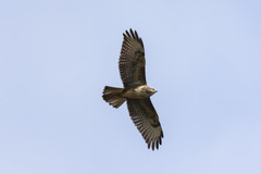 Buteo buteo