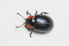 Chrysomela collaris