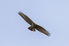 Buteo buteo