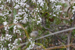 Styphelia attenuata