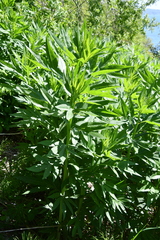 Jacobaea cannabifolia