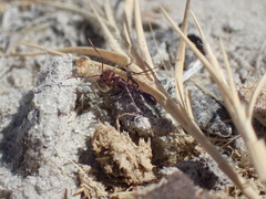 Ocymyrmex