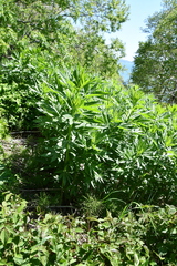 Jacobaea cannabifolia