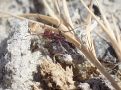 Ocymyrmex