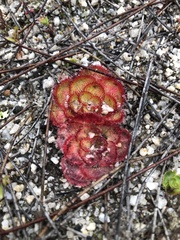 Drosera zonaria