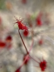 Drosera planchonii