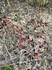 Drosera planchonii